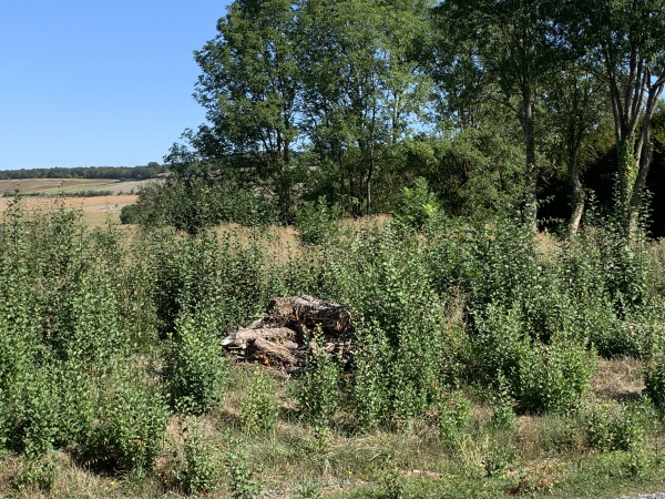 Offres de vente Terrain Beaumont-lès-Randan 63310